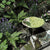 Bee Spas and Garden Homes by Teresa Easton