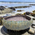 Ceramic Sea Urchin Bowls and Luminaries by Penny Eder (Searamics)