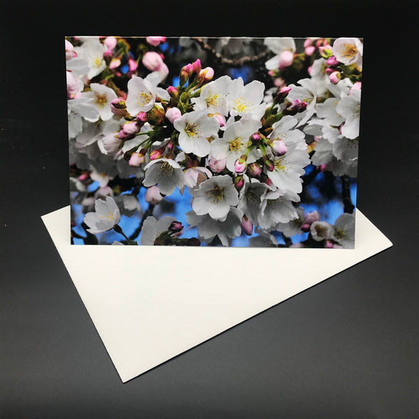 White Blossom Blue Greeting Card