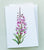 Greeting Cards by Coral Barclay, Fireweed